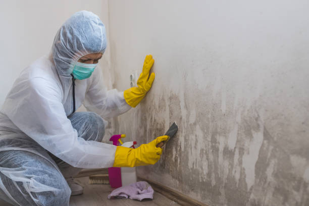 Best Attic Mold Remediation in Waco, TX