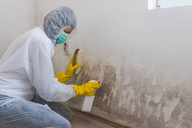 Best Commercial Mold Remediation in Waco, TX