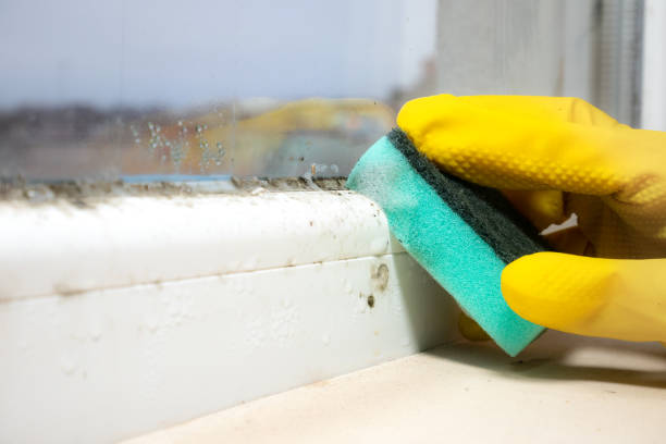 Professional Mold Remediation in Waco, TX
