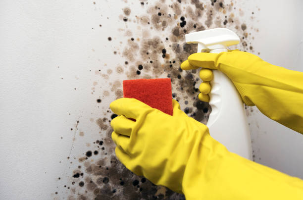 Best Mold Testing and Inspection Services in Waco, TX