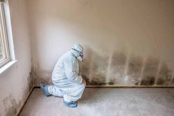 Professional Mold Remediation in Waco, TX