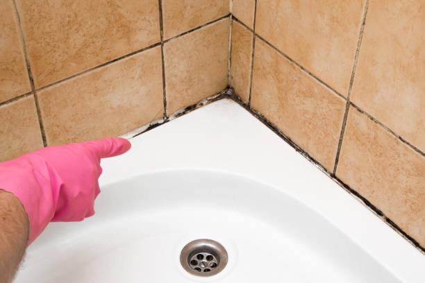 Best Black Mold Remediation in Waco, TX