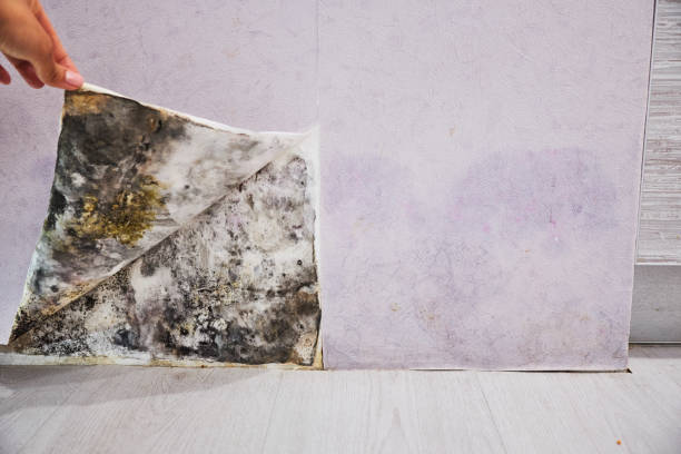 Best Post-Flood Mold Remediation in Waco, TX